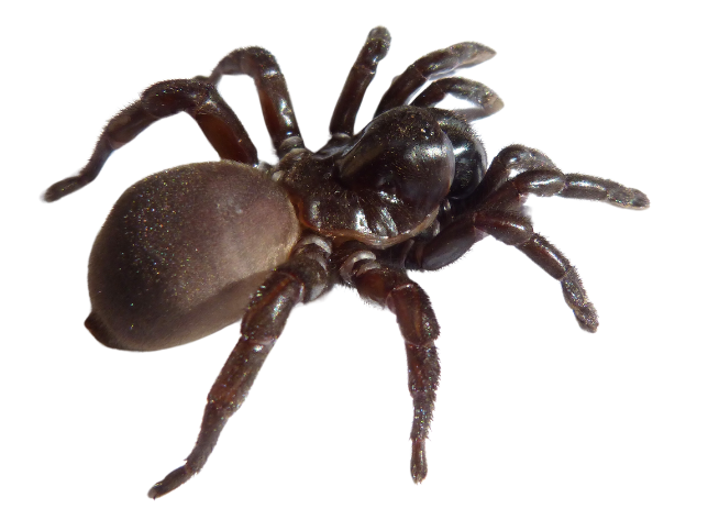 Spider image – Trusted Spider Control Experts in New Zealand by Complete Pest Control Christchurch