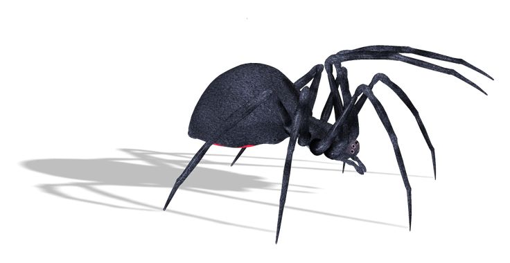 Spider– Trusted Spider Control Experts in New Zealand by Complete Pest Control Christchurch